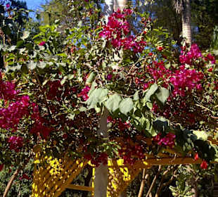 Blüten in der Wüste