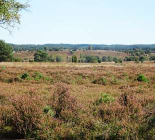Wanderung von Undeloh durch die Heide