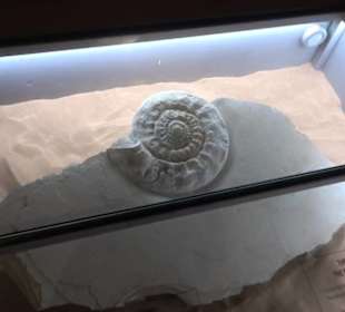 Dinosaurier Museum Altmühltal