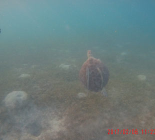 Schnorcheln Caribbean World Resorts Soma Bay