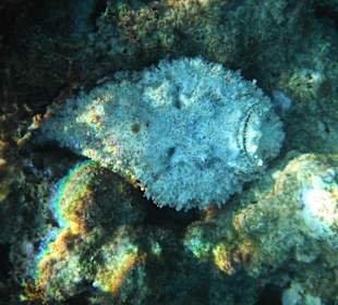 Hausriff Arabia Azur