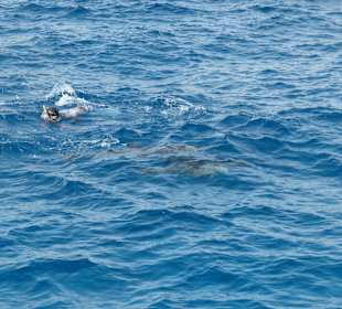 Ausflug zu den Delfinen
