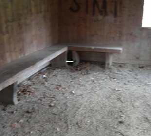 Wellingtonien - Platz mit Mammutbäumen