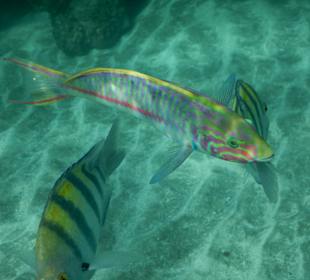 Schnorcheln Marsa Alam