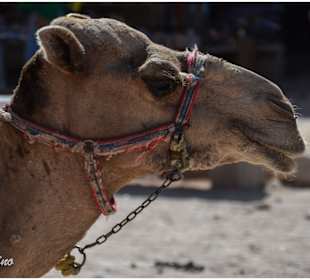 Mit der AIDA in Jordanien