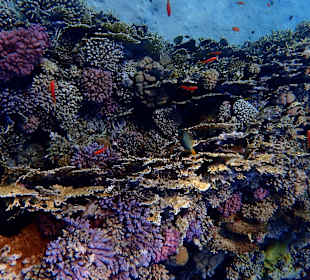 Schnorcheln Marsa Alam