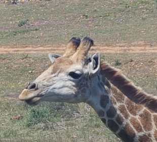 So schön und so nah