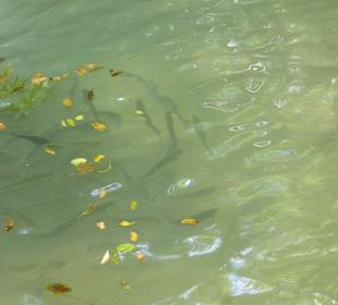 Fische zum angeln, Hidden Paradise 