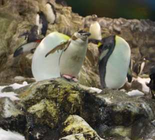 Die Show ist genial!