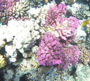 Schnorcheln Makadi Bay