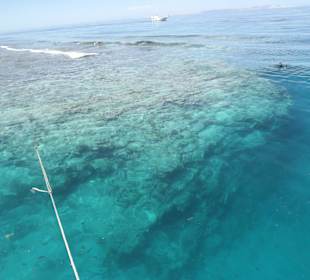 Schiffsausflug Schnorcheln am Riff