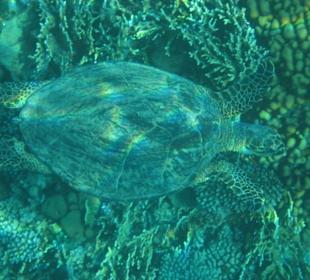 Wasserschildkröte unter Wasser