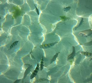 Man konnte am Strand gut schnorcheln 