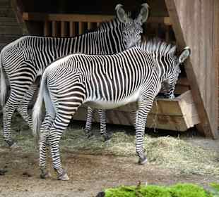 Impressionen aus dem Zoo Salzburg