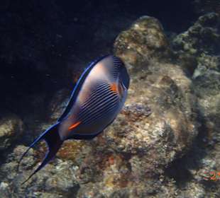 Ein neugieriger Fisch