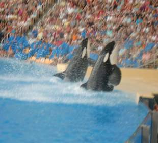 Loro Parque Orca Show