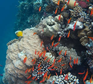 Schnorcheln Marsa Alam