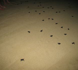 Geleitung zum Wasser