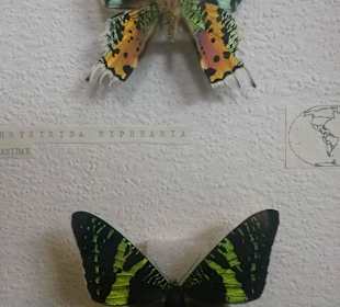 Wystawa najpiękniejszych, wyselekcjonowanych motyli