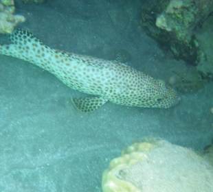 Unterwasser - Hotel Premier Le rêve