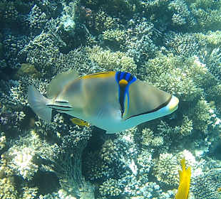 Schnorcheln Makadi Bay