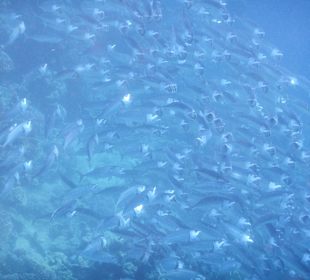 Hoteleigenes Riff - Fischschwarm