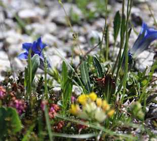 Blumen an der Großen Dolomitenstraße