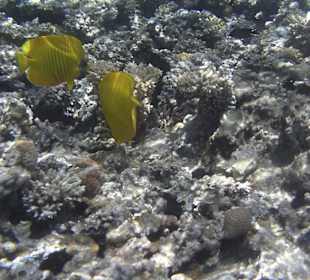 Schnorcheln am Hotelstrand