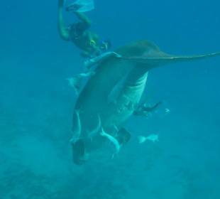 Seekuh-Dugong-Marsa Alam Ausflüge