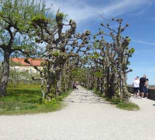 Hofgarten am Dachauer Schloss