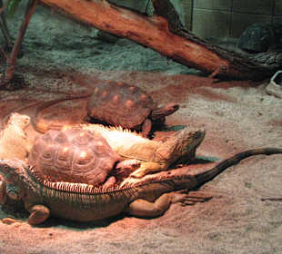 Leguane und Schildkröten