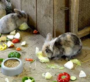 Kaninchen bei der Fütterung