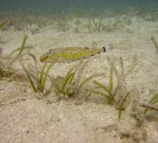 Unterwasserwelt Sosua Divecenter Merlin