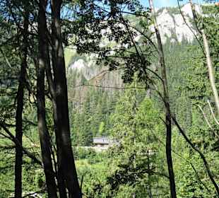 Plesnivec