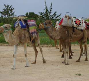 Kamelkarawane