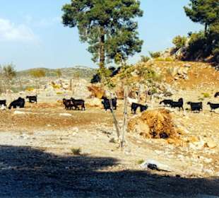 Herrenlose Ziegen in den Bergen