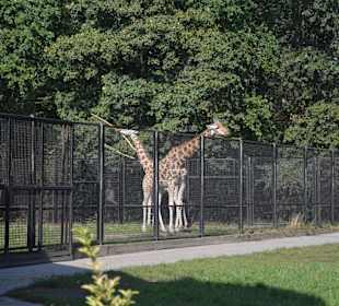 Zoo