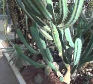 Real Jardín Botánico de Madrid