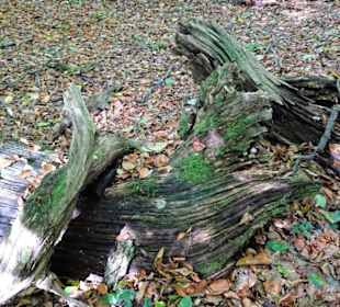 Totholz im Hasbrucher Urwald