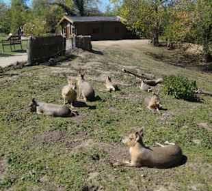 Zoo Arche Noah Grömitz