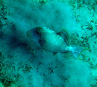 Hotel Lahami Bay Hausriff