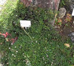 Alpinum
