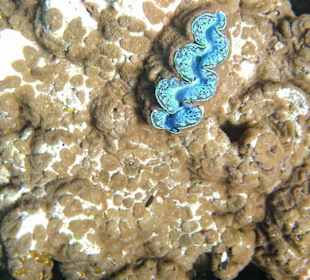 Muscheln in der Nachbarbucht Abu Dabab