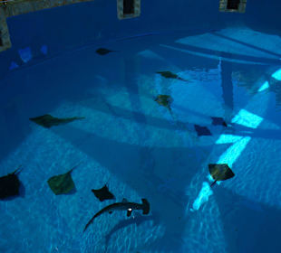 Riesieges Wasserbecken mit Rochen und Haien.