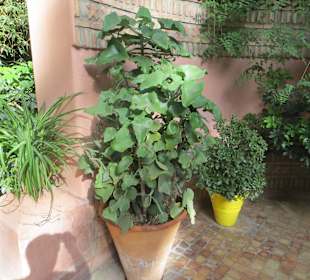 Eindrücke aus dem Jardin Majorelle Garten