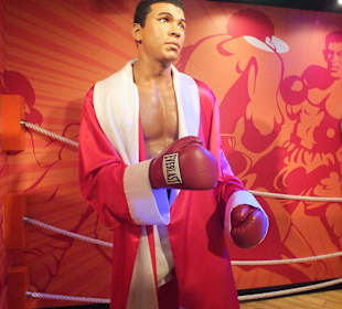 Boxer