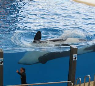 Orca Show