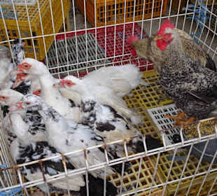 Rundgang über den Marché forain du Front de Mer