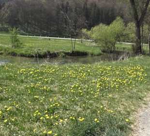 Waldlehrpfad an der Lauter