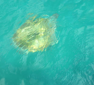 Schildkröten ziehen vorbei